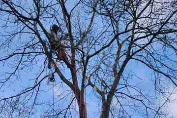 Tree Surgery and Arboriculture