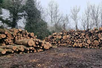 Logs & Firewood